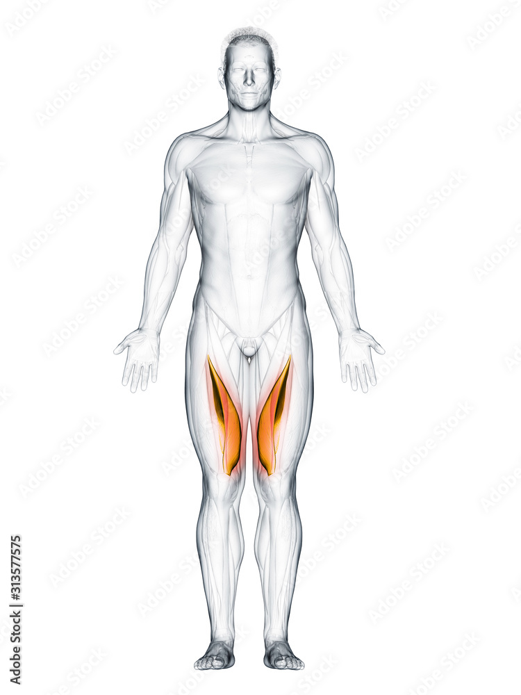 3d rendered muscle illustration of the vastus medialis 3d rendered muscle illustration of the vastus medialis