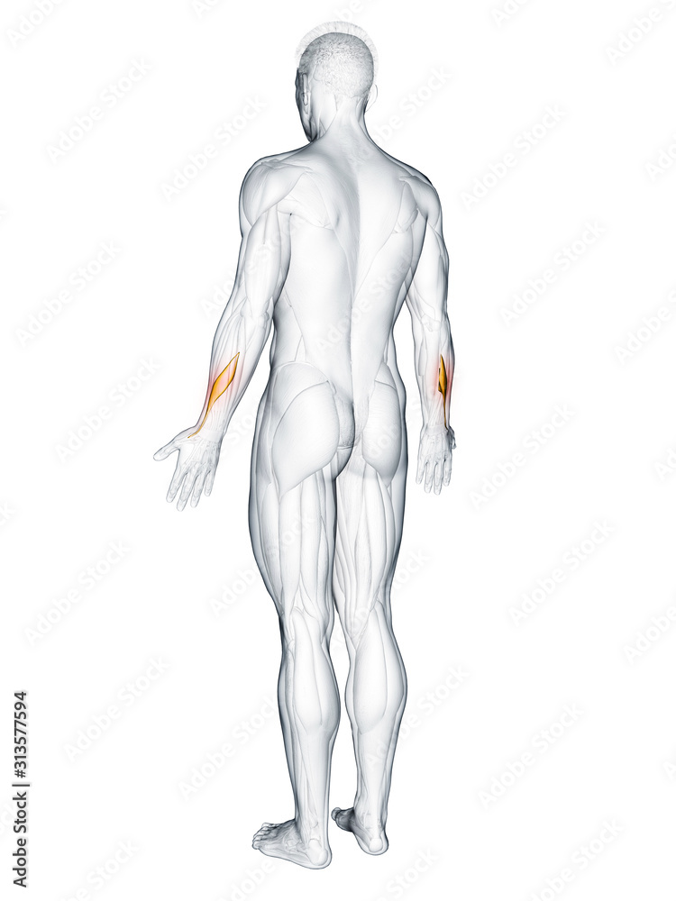3d rendered muscle illustration of the abductor pollicis longus 3d rendered muscle illustration of the abductor pollicis longus