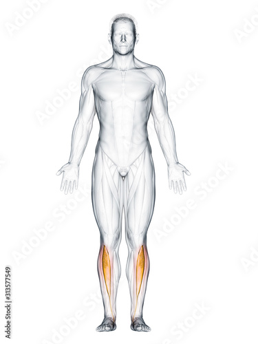 3d rendered muscle illustration of the tibialis anterior