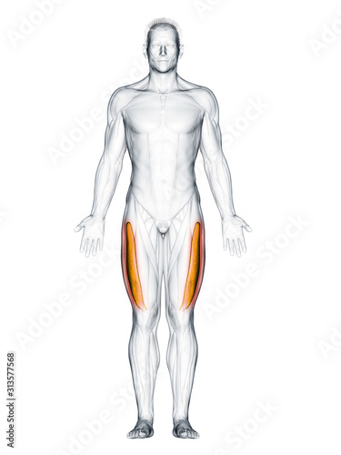 3d rendered muscle illustration of the vastus lateralis © Sebastian Kaulitzki