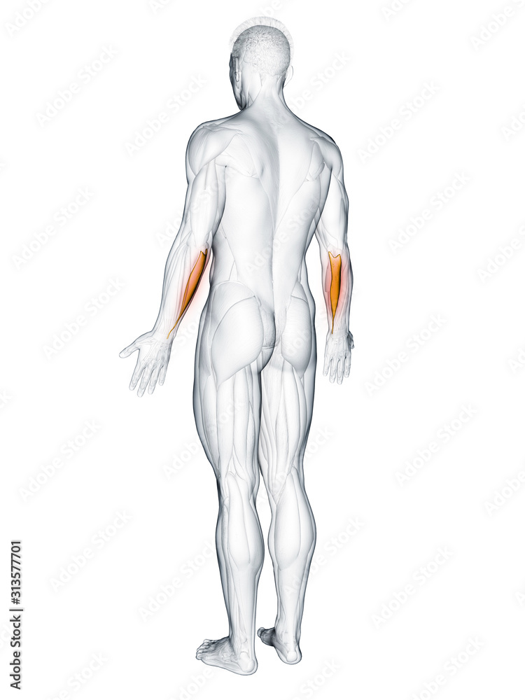 3d rendered muscle illustration of the flexor carpi ulnaris 3d rendered muscle illustration of the flexor carpi ulnaris