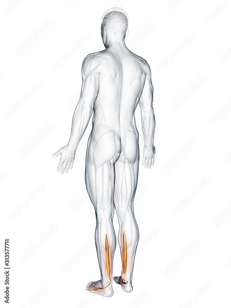 3d rendered muscle illustration of the flexor digitorum longus 3d rendered muscle illustration of the flexor digitorum longus