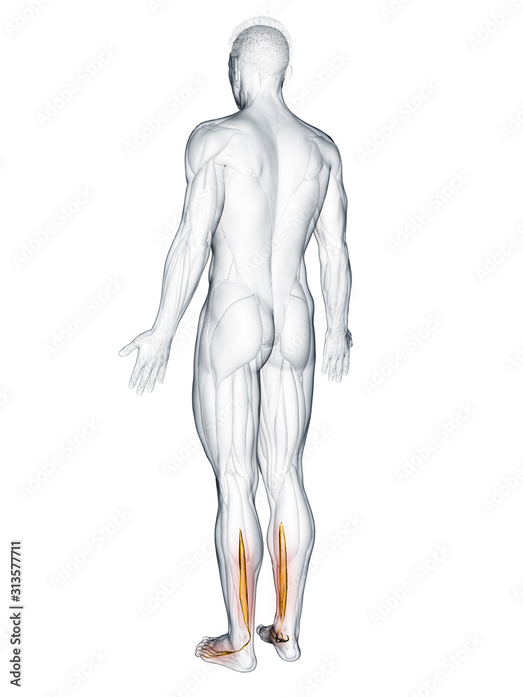 3d rendered muscle illustration of the flexor digitorum longus