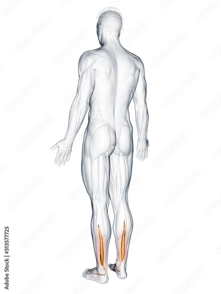 3d rendered muscle illustration of the flexor hallucis 3d rendered muscle illustration of the flexor hallucis