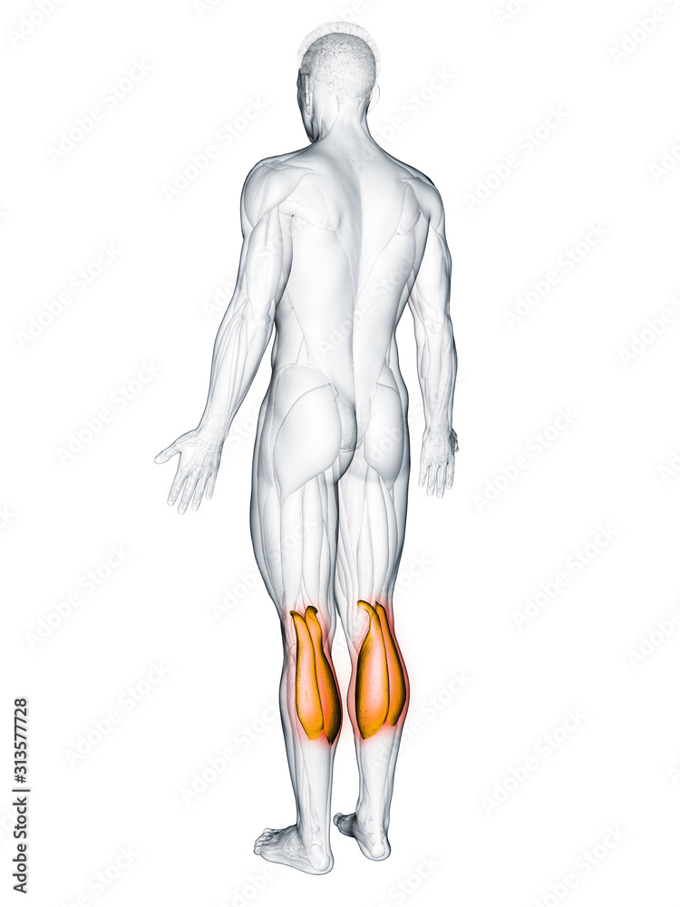 3d rendered muscle illustration of the gastrocnemius