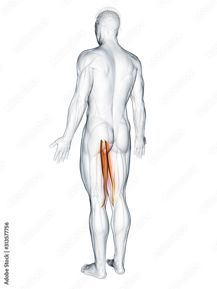 3d rendered muscle illustration of the gracilis 3d rendered muscle illustration of the gracilis