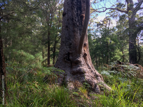 old eucalyptus gum tree with face