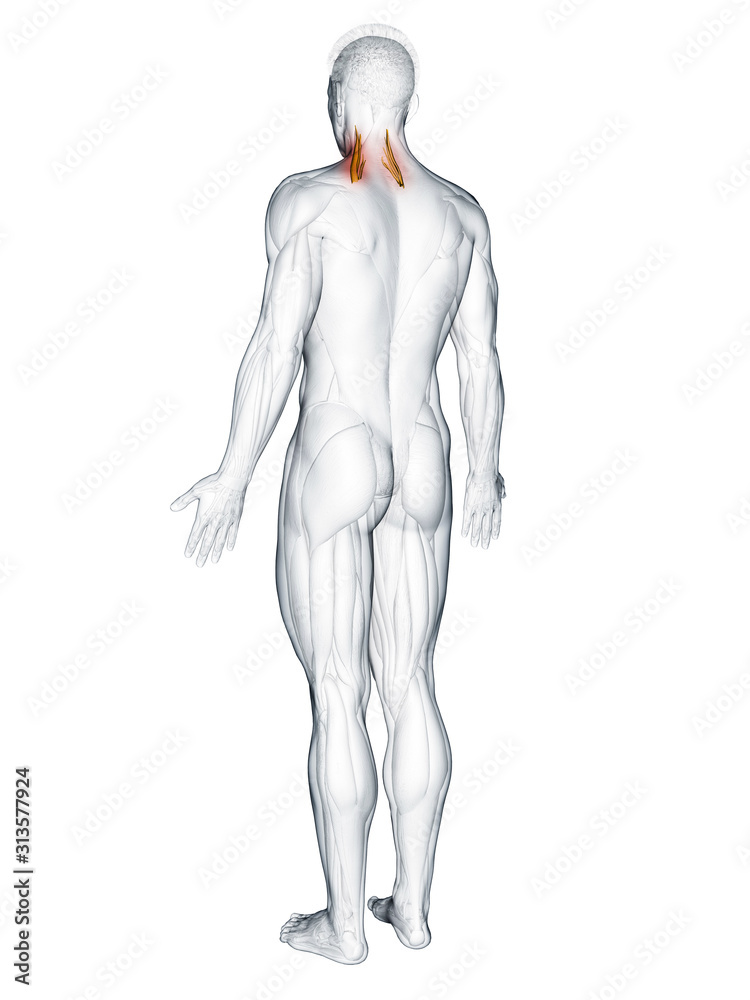 3d rendered muscle illustration of the scalene middle