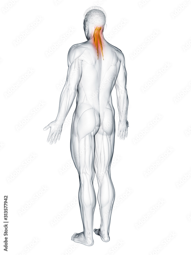Obraz premium 3d rendered muscle illustration of the semispinalis capitis