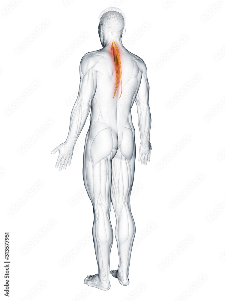 3d rendered muscle illustration of the semispinalis thoracis 3d rendered muscle illustration of the semispinalis thoracis