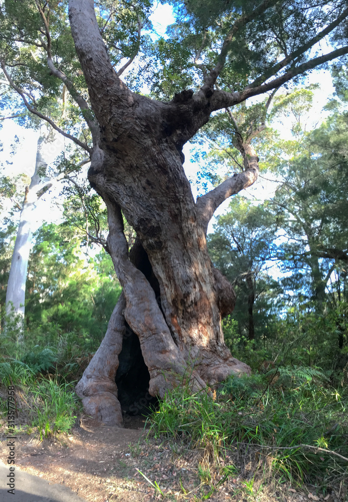 old eucalyptus gum tree