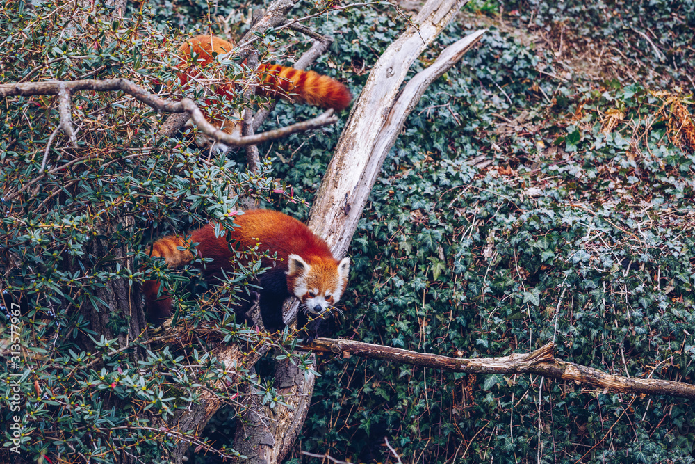 Naklejka premium Portrait of a cute Red Panda. Red Panda at Prague Zoo, Czechia. Red Panda or Ailurus fulgens in captivity, Prague Zoo, Czech Republic. An endangered species that is also known as Lesser Panda.
