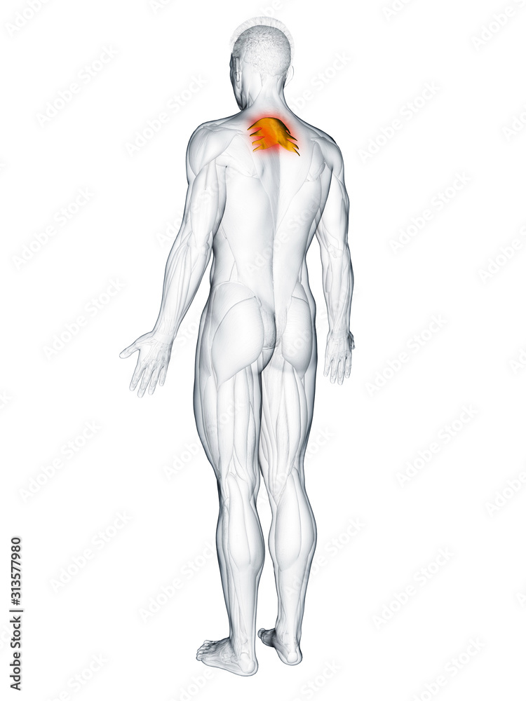 3d rendered muscle illustration of the serratus posterior superior 3d rendered muscle illustration of the serratus posterior superior