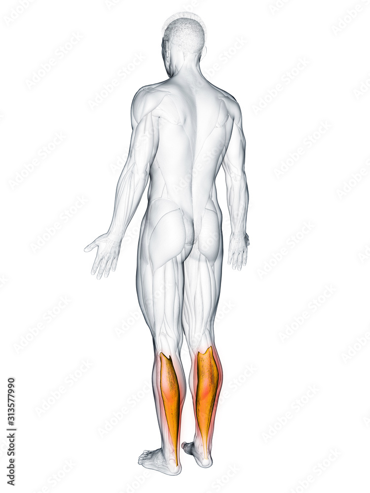 3d rendered muscle illustration of the soleus 3d rendered muscle illustration of the soleus