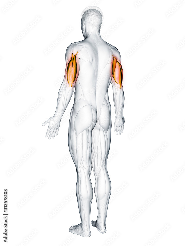 3d rendered muscle illustration of the triceps