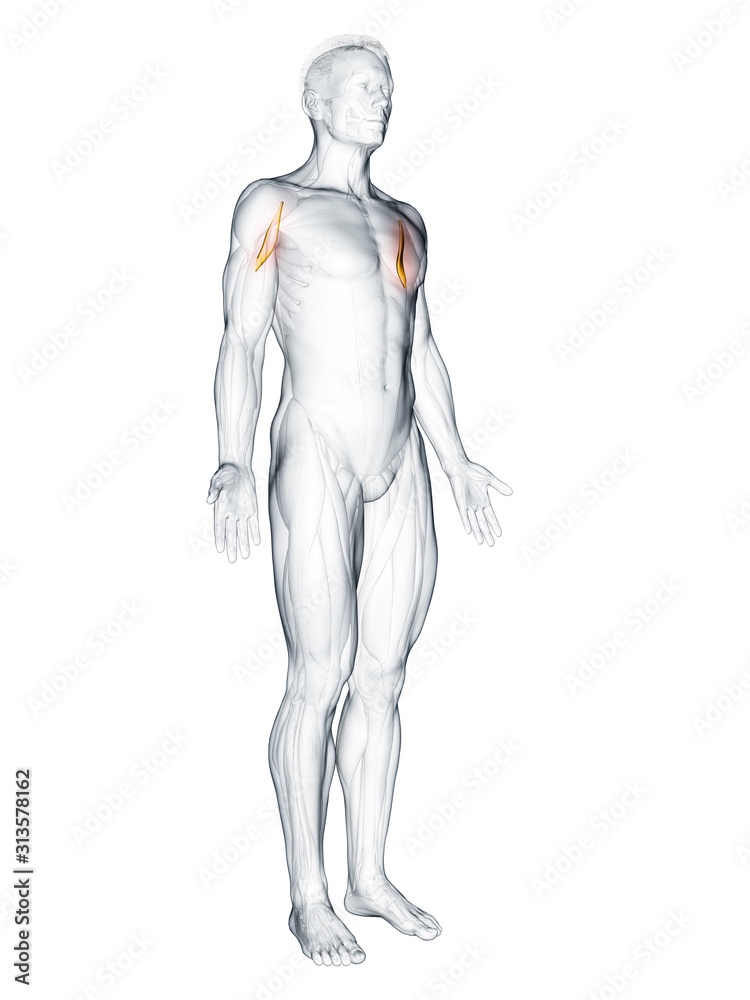 3d rendered muscle illustration of the corachobrachialis