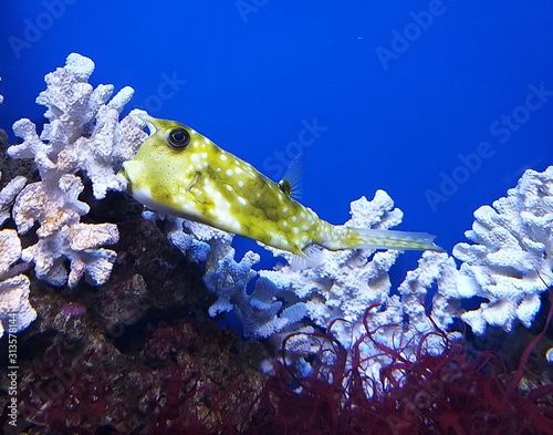 saltwater fish Lactoria cornuta squad of pufferfish or hornfish swimming underwater among corral photo