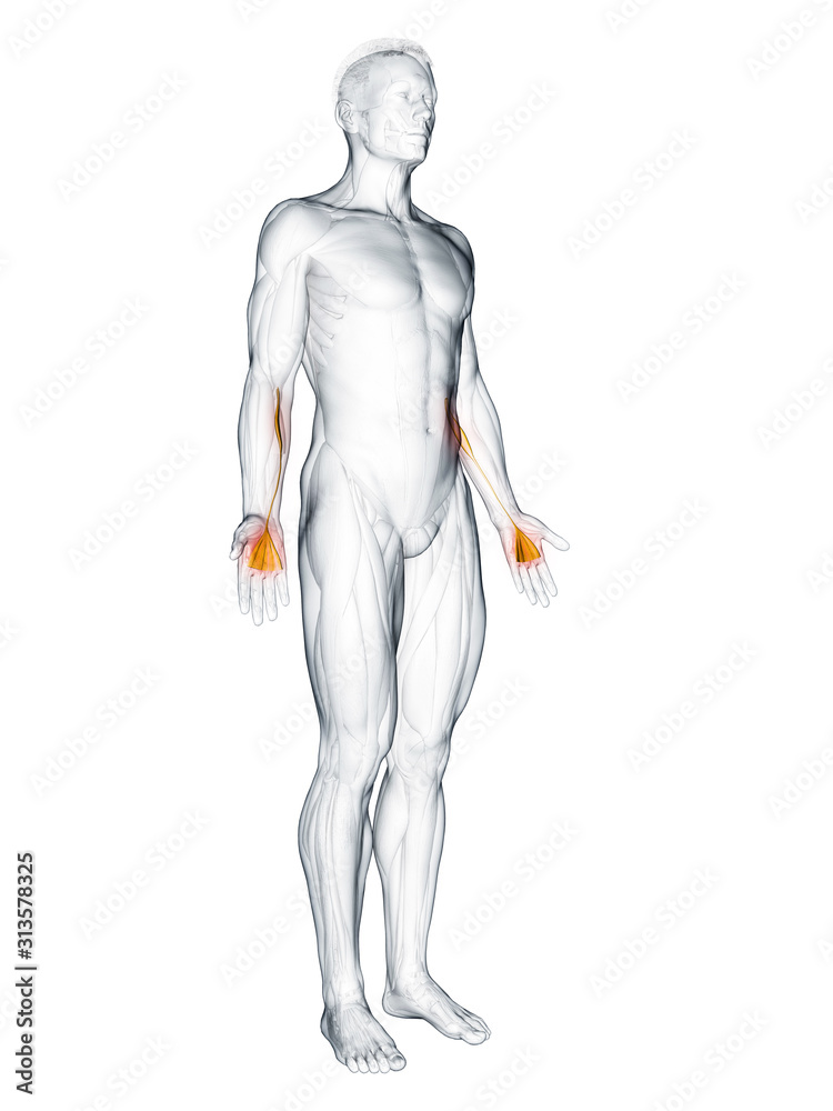 3d rendered muscle illustration of the palmaris longus 3d rendered muscle illustration of the palmaris longus