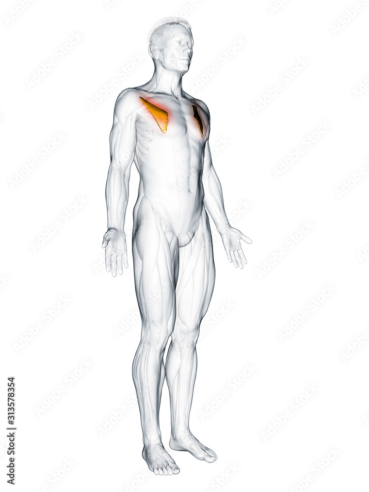 3d rendered muscle illustration of the pectoralis minor
