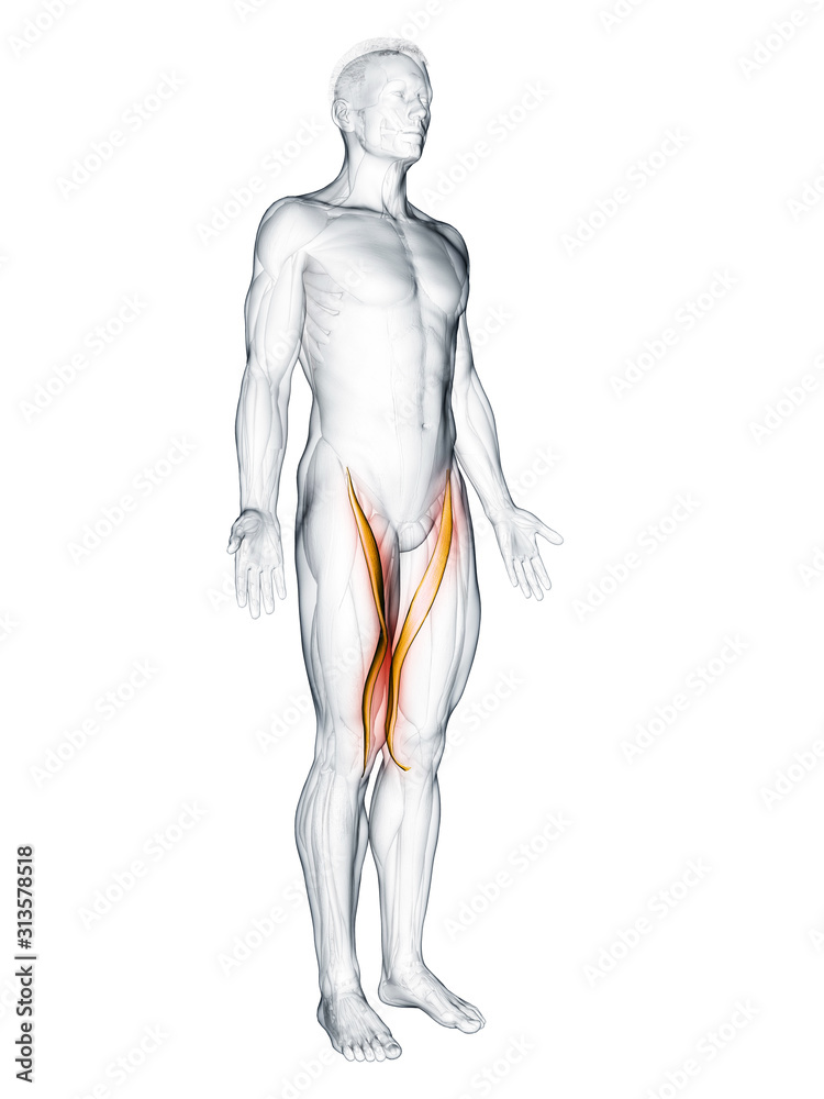 3d rendered muscle illustration of the sartorius 3d rendered muscle illustration of the sartorius