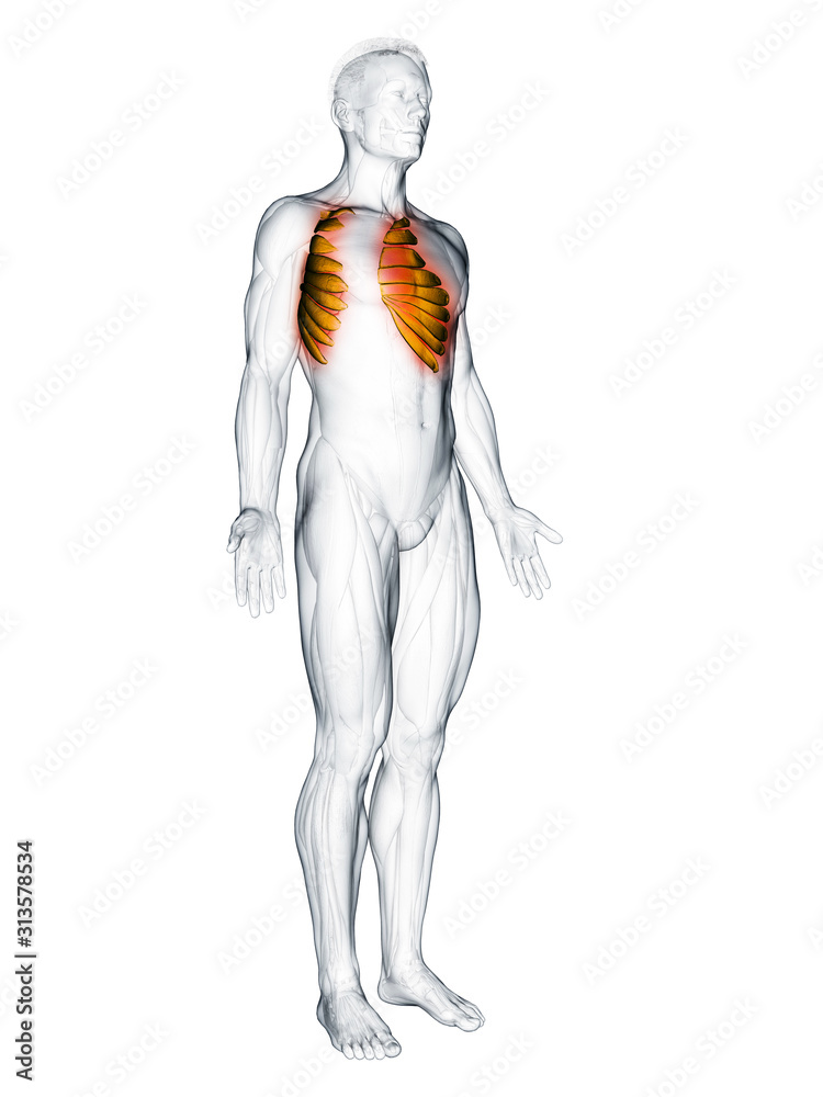 3d rendered muscle illustration of the serratus anterior