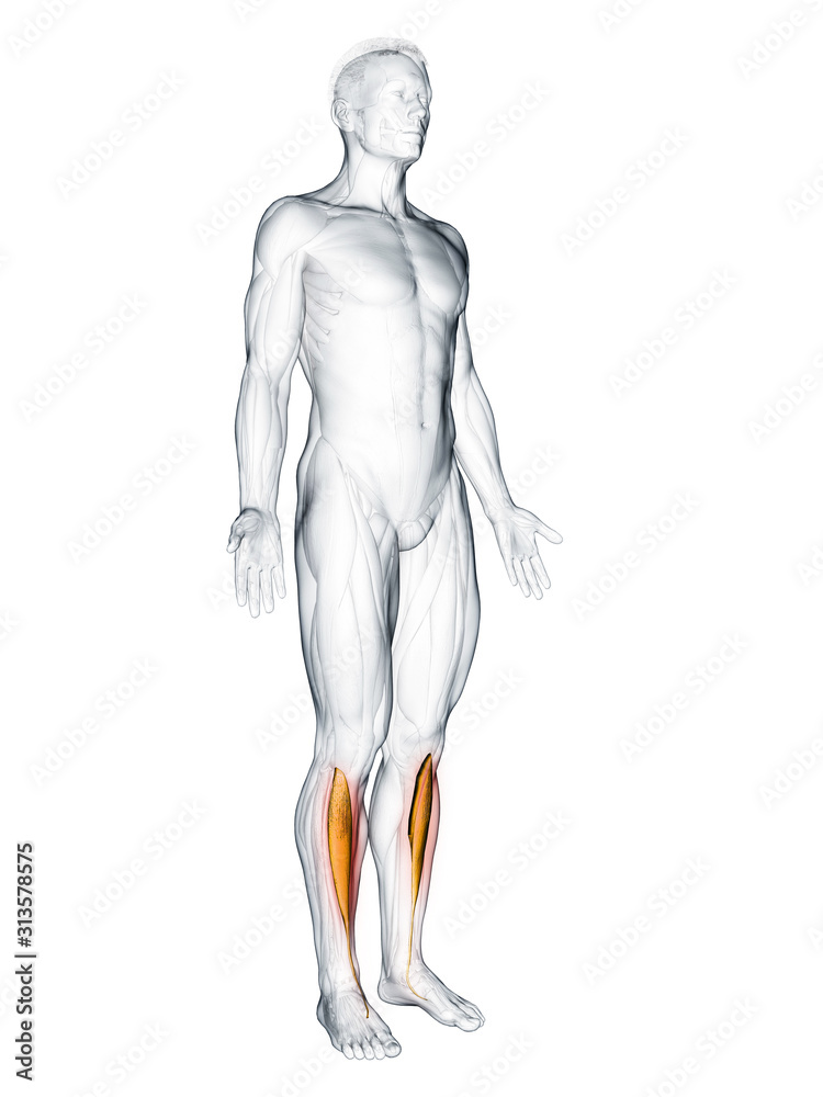 3d rendered muscle illustration of the tibialis anterior