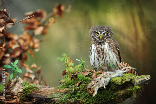 Owl in beautiful forest. Pygmy bird owl in snowfall. Small owl in natural habitat with mouse in winter. Glaucidium passerinum photo