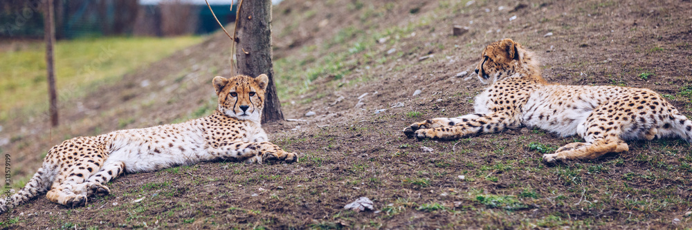 Obraz premium Cheetah, friendly animals at the Prague Zoo. View of the cheetah in the Prague Zoo. Cheetah relaxing on a grass hill. Predatory Cheetah, Zoo Prague, Czech Republic. Predatory Cheetah in Zoo Prague.