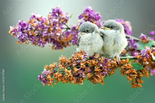 Lesser Whitethroat (Sylvia curruca) on flowers branch.