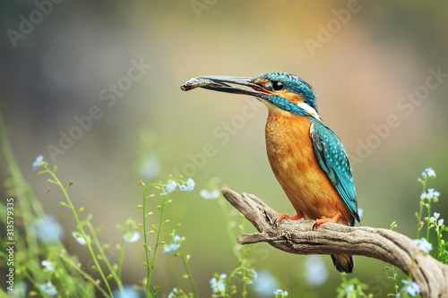 Canvas Print Kingfisher bird with fish detail, Alcedo atthis