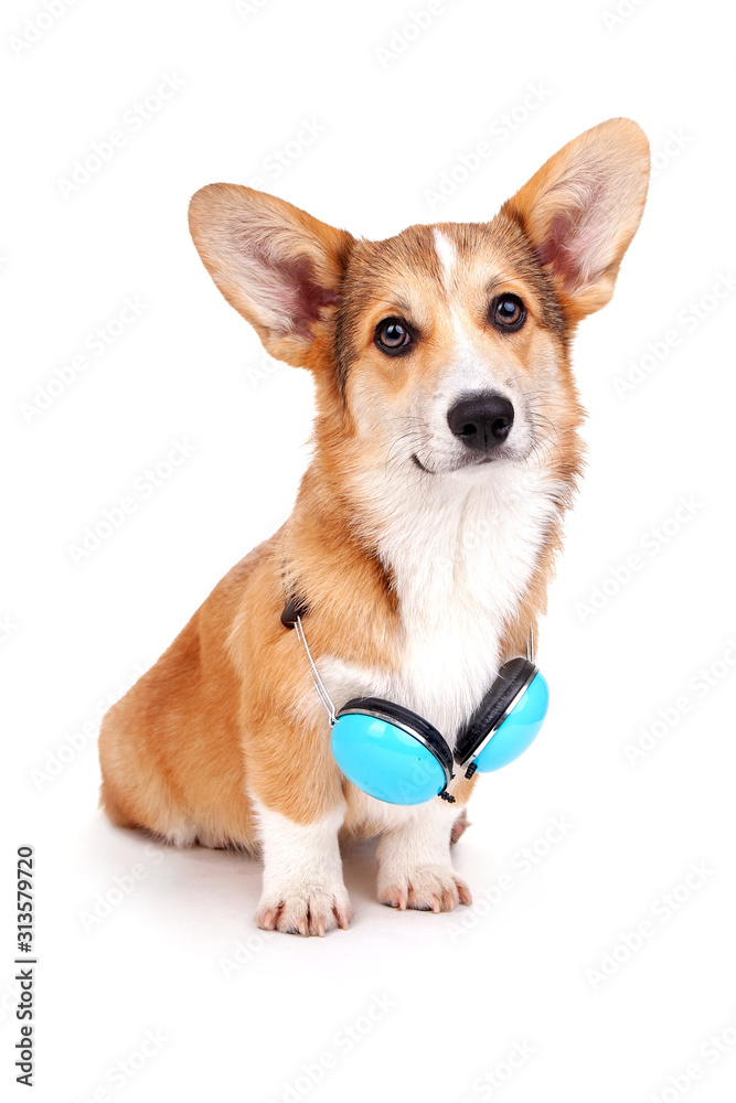 Corgi dog with headphones on a white background