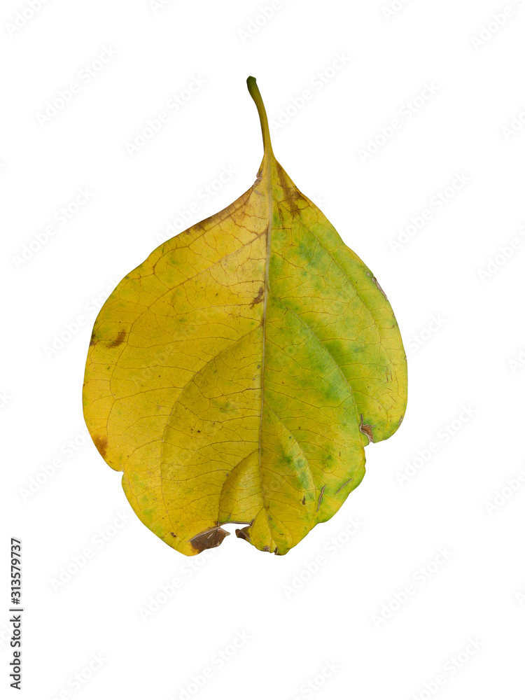 Naklejka premium isolated dry leaves with clipping path on white background.