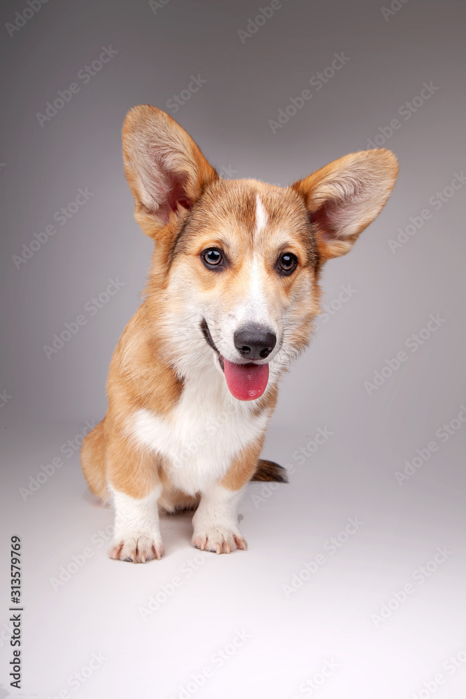 Corgi dog in the studio on a gray background