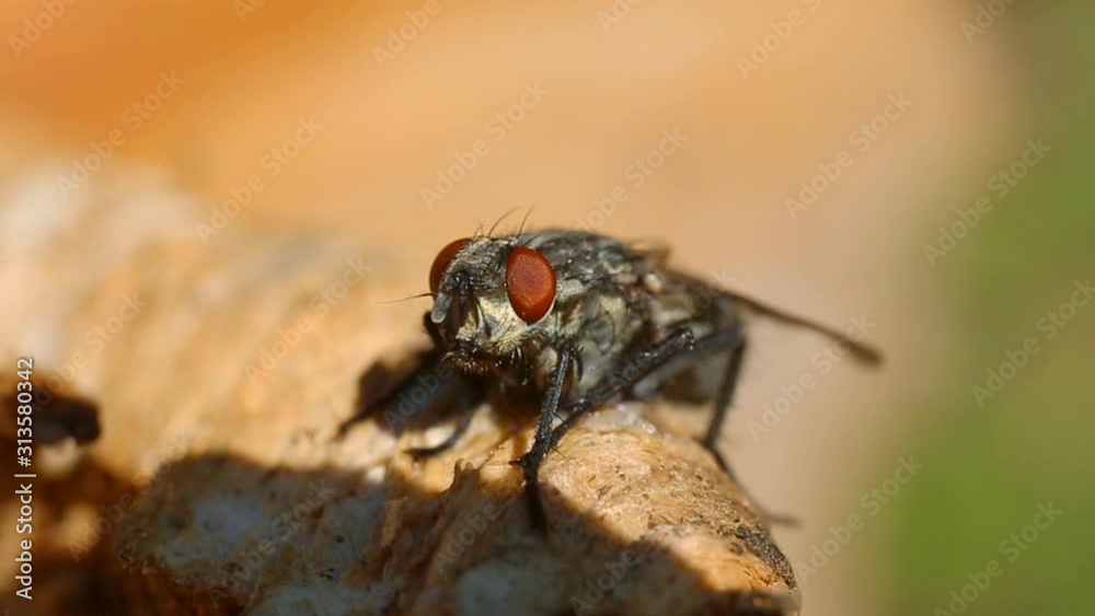 Cabbage Root Fly (Delia radicum) close-up view from behind Cabbage Root Fly (Delia radicum) close-up view from behind