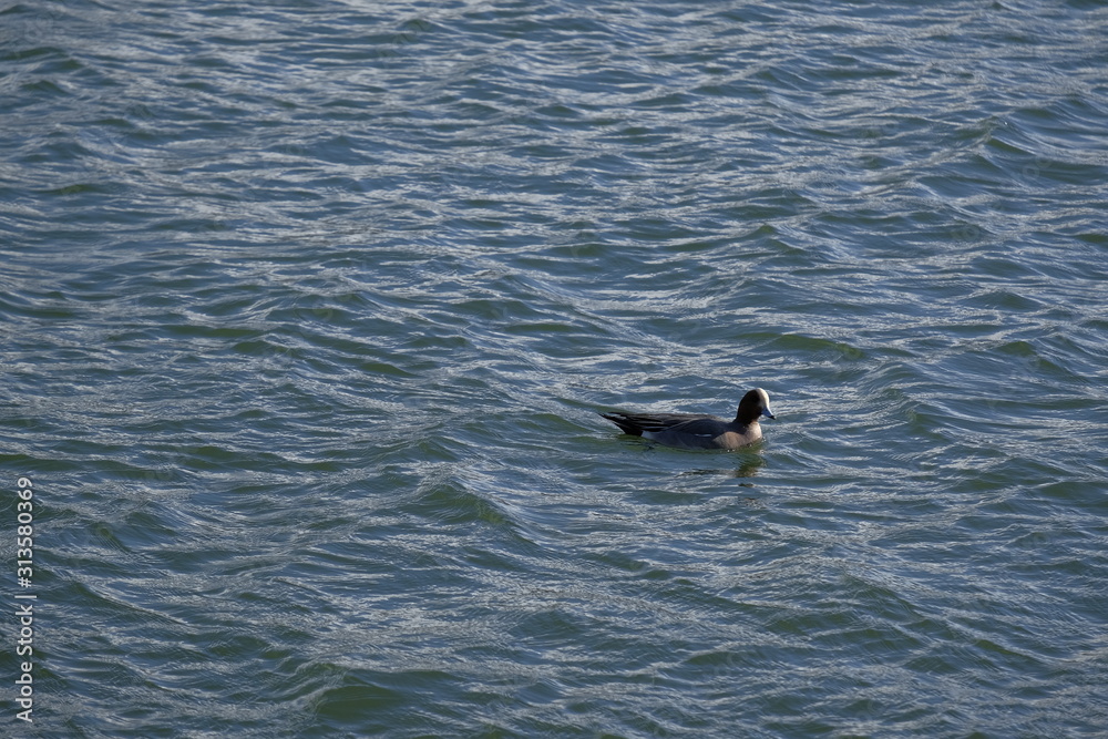 Fototapeta premium 鴨