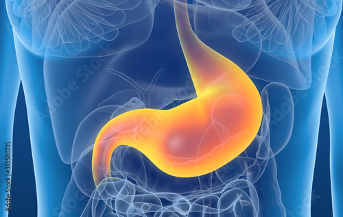 Gastritis, painful stomach, medically 3D illustration photo