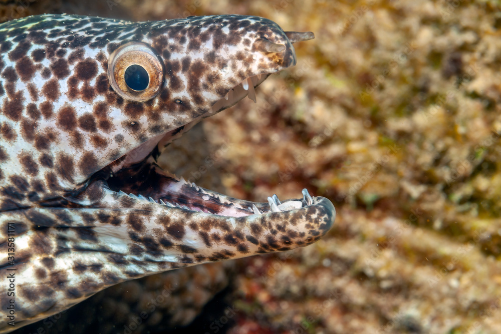 Naklejka premium spotted moray,Gymnothorax isingteena