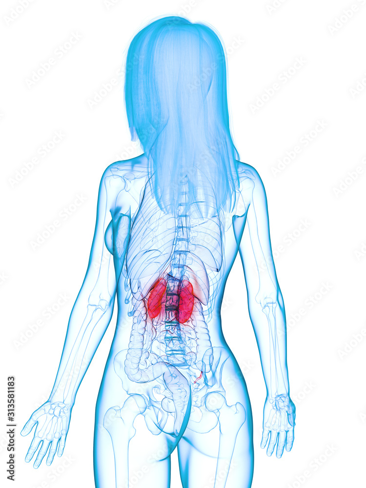 3d rendered medically accurate illustration of diseased kidneys 3d rendered medically accurate illustration of diseased kidneys