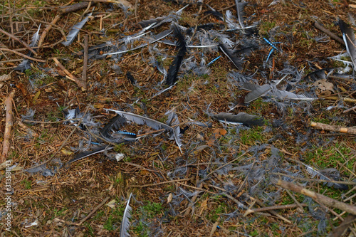 Federn von einem Eichelhäher auf dem Waldboden