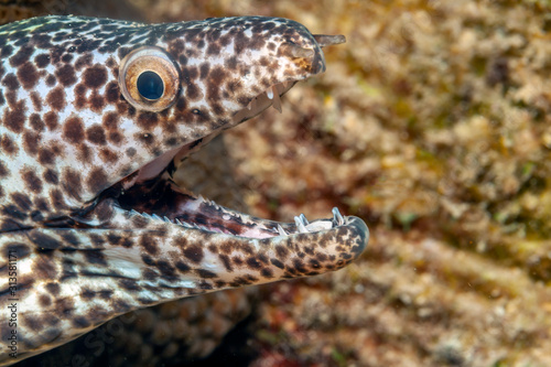 Fototapeta Naklejka Na Ścianę i Meble -  spotted moray,Gymnothorax isingteena