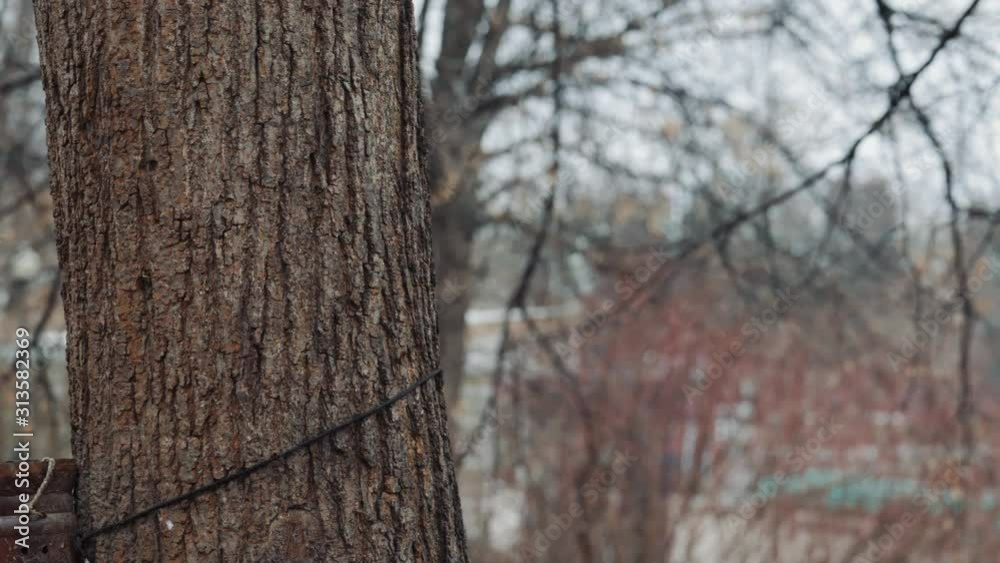 squirrel descends from a tree and takes pine nuts from hand squirrel descends from a tree and takes pine nuts from hand