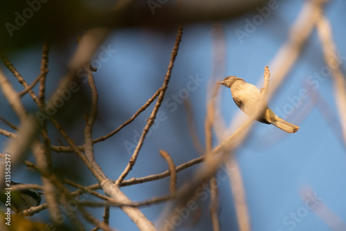 bird living in the nature, ...