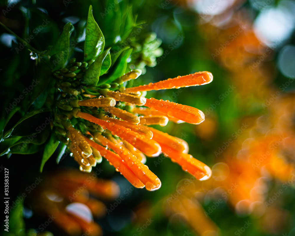 closeup of a orange flower with water drops closeup of a orange flower with water drops