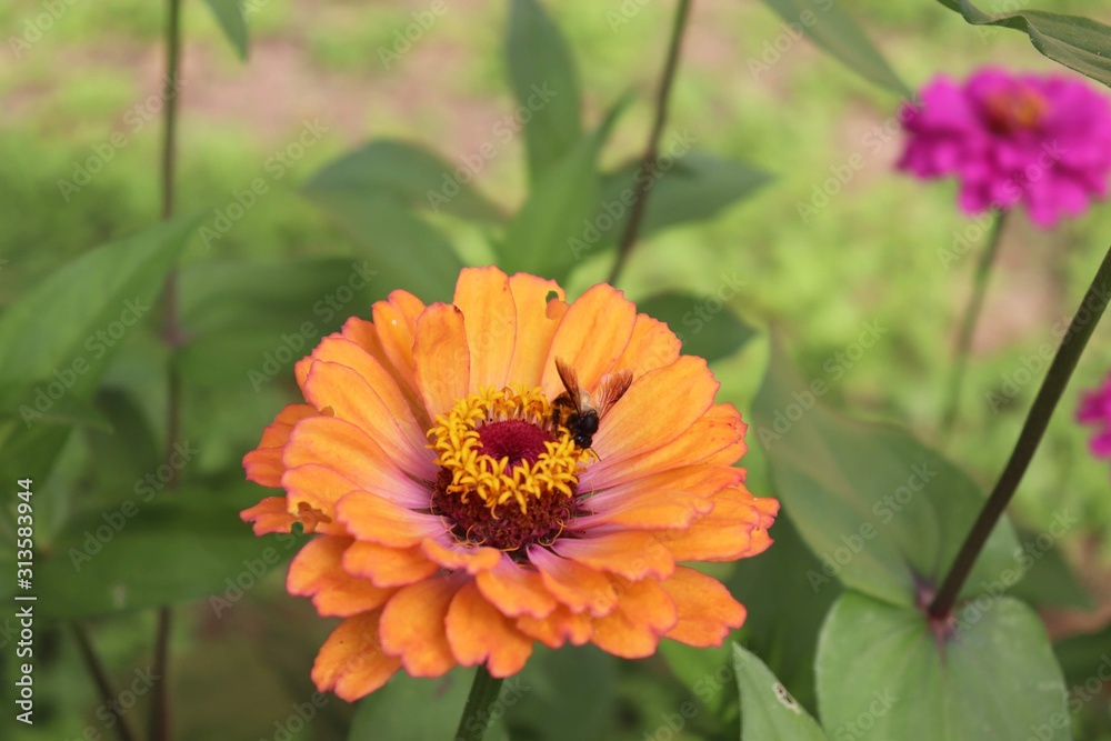 Flower & Bee - A Symbiotic Relation - Collecting Nectar Flower & Bee - A Symbiotic Relation - Collecting Nectar