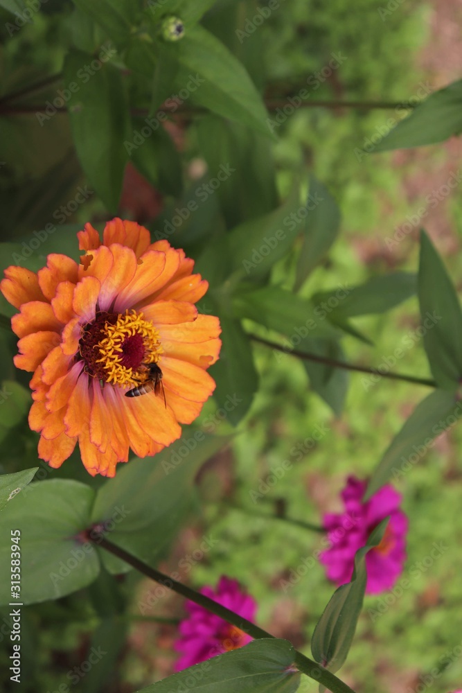 Flower & Bee - A Symbiotic Relation - Collecting Nectar Flower & Bee - A Symbiotic Relation - Collecting Nectar