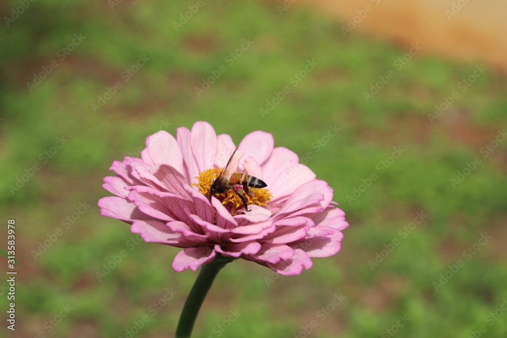 Flower & Bee - A Symbiotic Relation - Collecting Nectar Flower & Bee - A Symbiotic Relation - Collecting Nectar