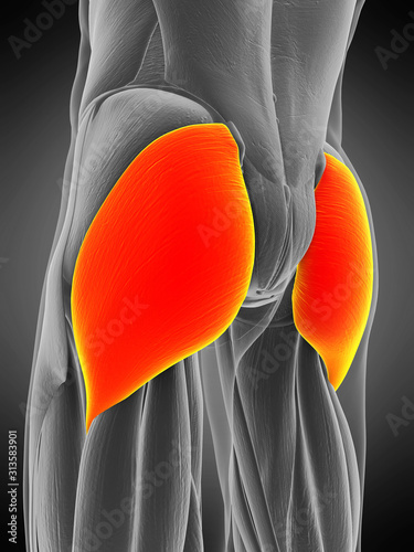 3d rendered medically accurate muscle anatomy illustration - gluteus maximus photo