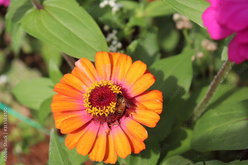 Flower & Bee - A Symbiotic Relation - Collecting Nectar Flower & Bee - A Symbiotic Relation - Collecting Nectar