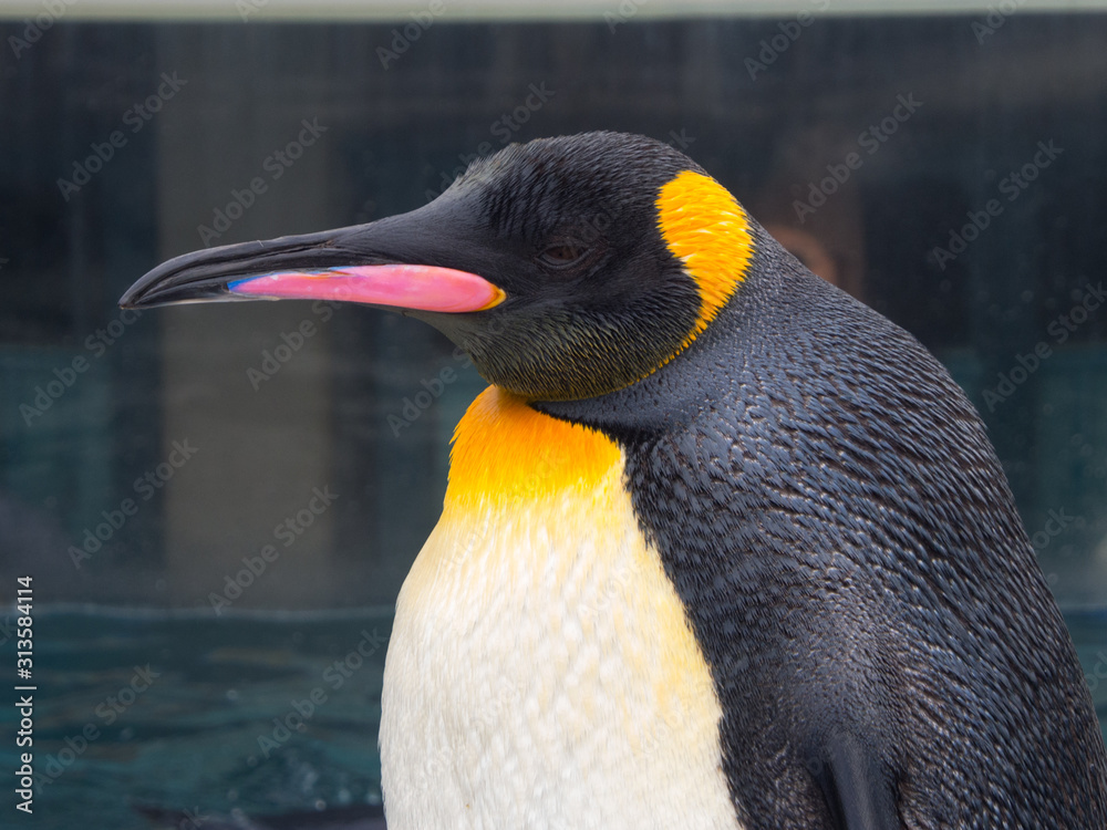 Fotografia do Stock: Side view of an emperor penguin, head shot with beak  in high details | Adobe Stock