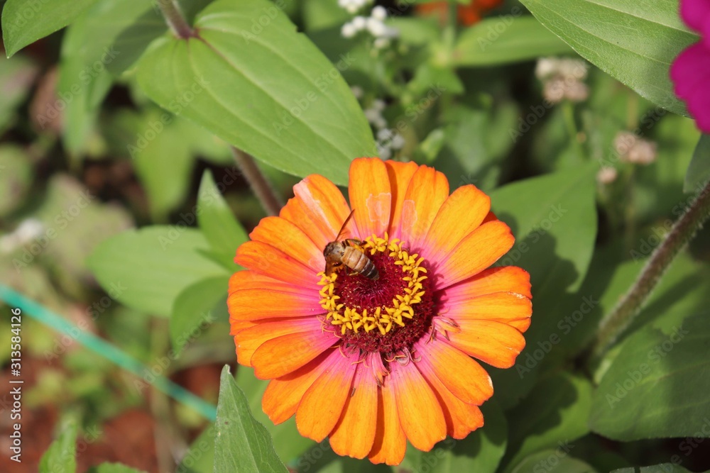 Flower & Bee - A Symbiotic Relation - Collecting Nectar Flower & Bee - A Symbiotic Relation - Collecting Nectar